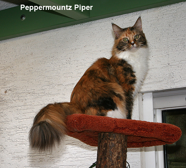 Peppermountz Piper