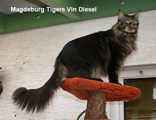Magdeburg Tigers Vin Diesel