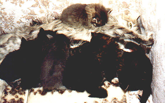 Alaika of Lohmont with 8 kitten